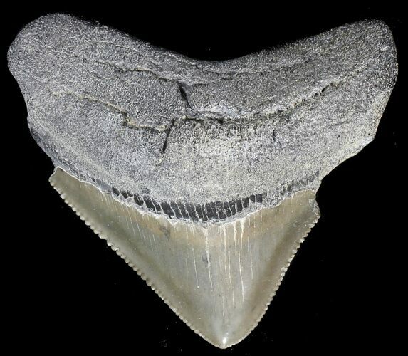 Juvenile Megalodon Tooth - Serrated Blade #56637